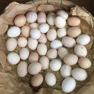 Trứng gà tươi loại trắng