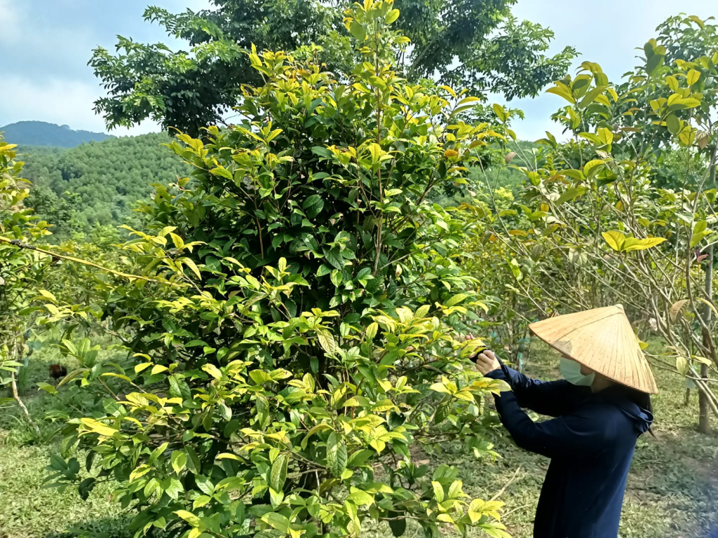Quảng Ninh "Thổi Hồn" Nông Sản: OCOP Vươn Mình Ra Thế Giới
