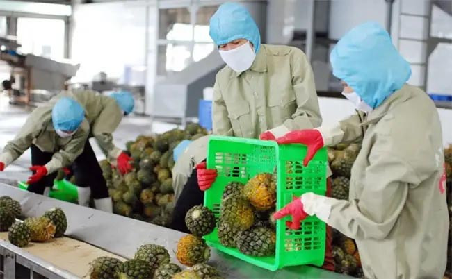 Bản giao hưởng trái ngọt: Việt Nam viết tiếp câu chuyện xuất khẩu tỷ đô