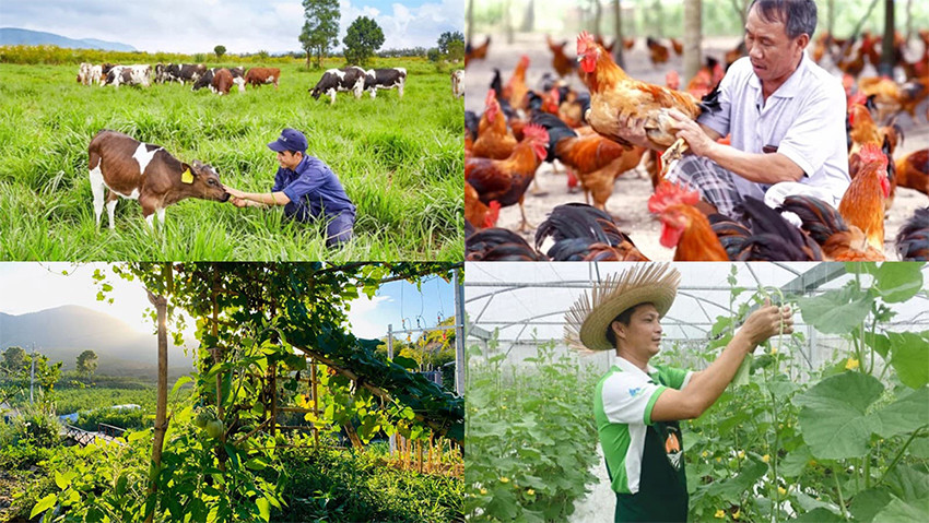 Cởi trói cho ngành chăn nuôi: Giải pháp nào để phát triển bền vững?