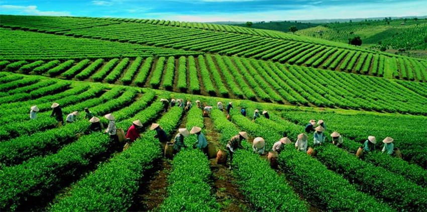 Hương vị Việt Nam "trỗi dậy" ở Đài Loan: Chè Việt giành lại thị phần sau 4 năm "thụt lùi"