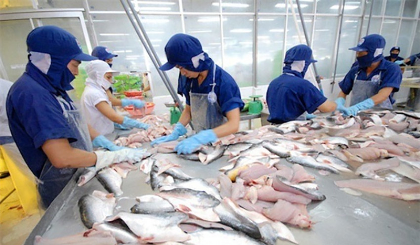 Xuất khẩu cá tra Việt Nam đầu năm 2025: CPTPP vươn lên vị trí á quân, Trung Quốc giảm tốc