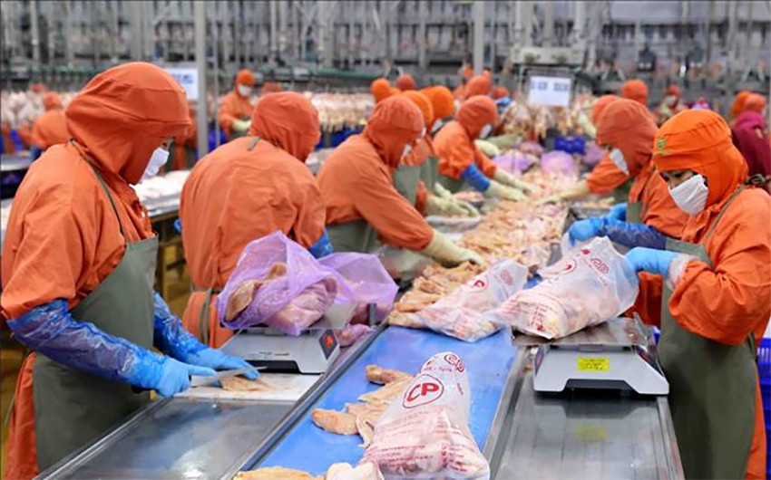 Thịt gà Việt Nam "cất cánh" tới Singapore: Cơ hội xuất khẩu rộng mở