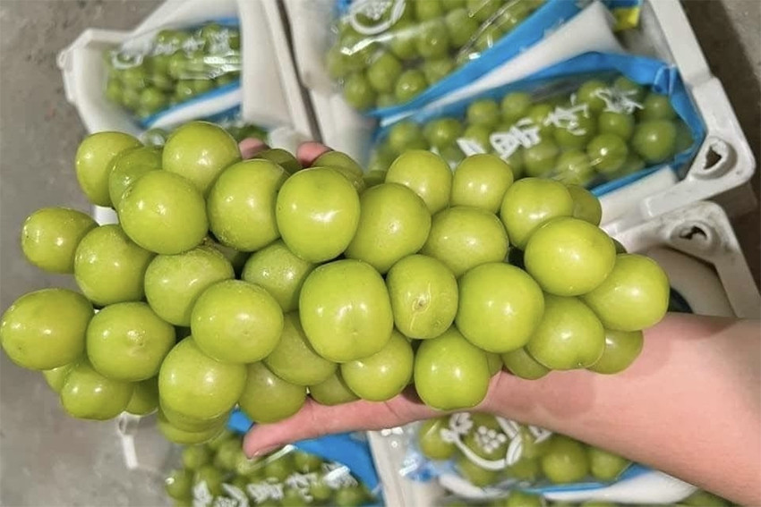 Nho sữa Trung Quốc đại hạ giá