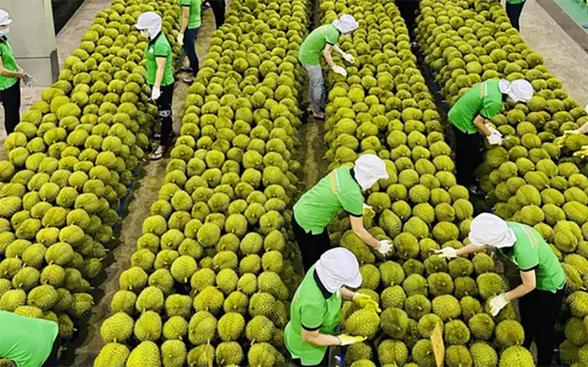 Xuất khẩu rau quả Việt Nam "hạ nhiệt" đầu năm: Sầu riêng lao đao vì "barie" mới