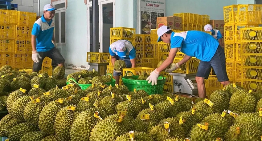 Xuất khẩu rau quả lao dốc vì rào cản chất vàng O