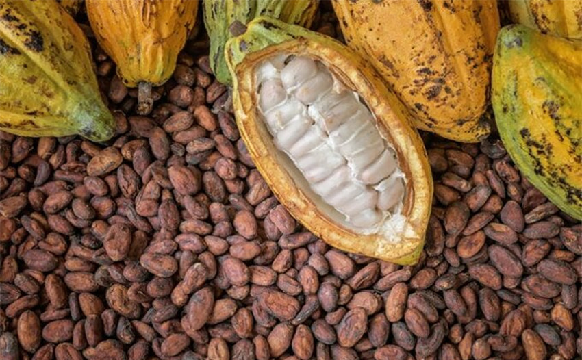 Cơn sốt giá cacao: Nông dân Đắk Lắk, Đắk Nông hưởng lợi kép