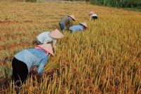 Giá gạo Việt Nam lập đỉnh mới, lên mức cao nhất từ trước đến nay